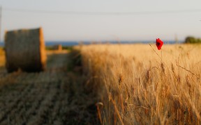 Ринок землі запрацює після інвентаризації всіх с/г земель