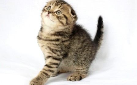 Шотландская вислоухая кошка: аспекты продажи онлайн