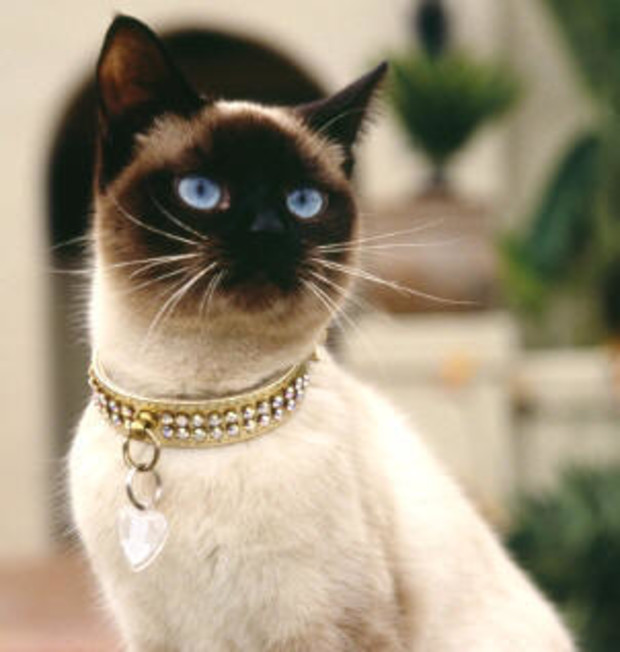 Сиамская кошка: продаем по Интернету