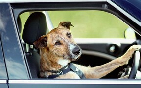 Собачья работа: Друзья человека угнали автомобиль и врезались на нем в магазин