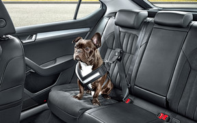 Среди опций Skoda появятся автоаксессуары для собак