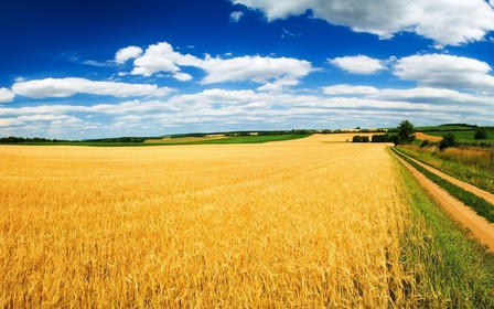 Стало відомо, коли скасують мораторій на продаж земель