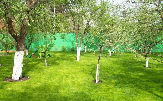 Украинцам ограничили места для высадки деревьев