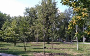 В Днепре запретили вырубать деревья