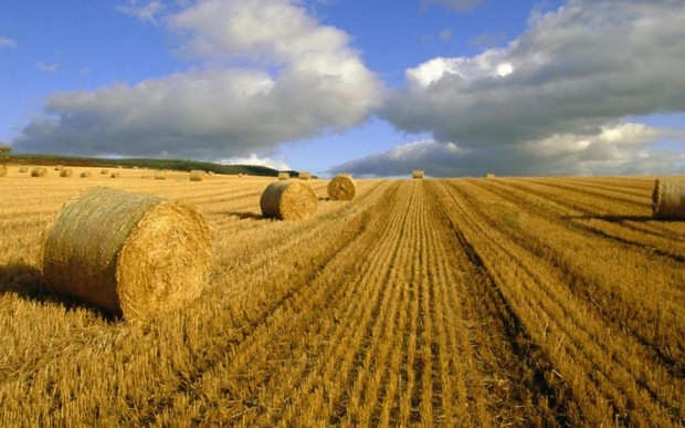 В Украине более 4% земель продано в обход моратория