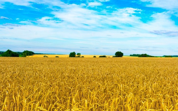 В Україні оголосили ціну землі після старту ринку