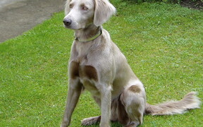 Веймаранер — «серебряный призрак» из мифа, новая порода на продажу