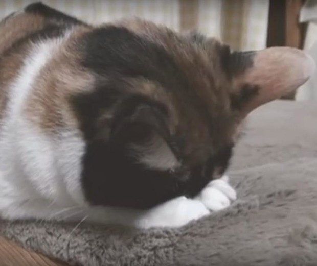 Видео: Nissan призывает заботиться о кошках