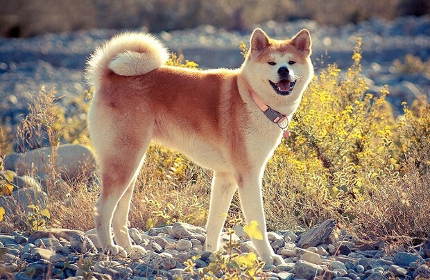 Воспитание и дрессировка акиты