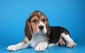 Воспитание и дрессировка бигля