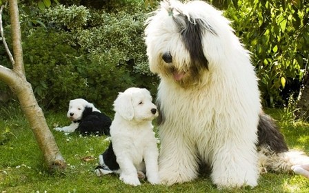 Воспитание и дрессировка бобтейла