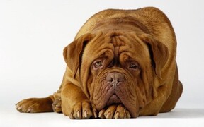 Воспитание и дрессировка бордосского дога