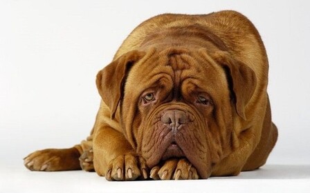 Воспитание и дрессировка бордосского дога