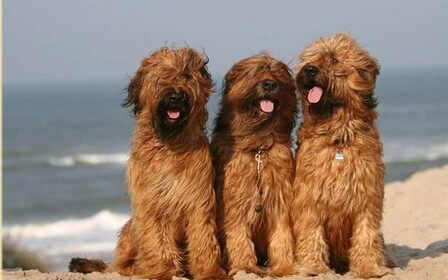 Воспитание и дрессировка бриара