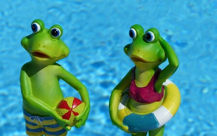 Воспитание и дрессировка гриффона