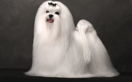 Воспитание и дрессировка мальтезе