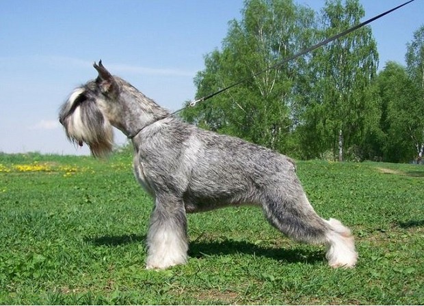 Воспитание и дрессировка миттельшнауцера