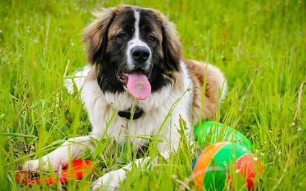 Воспитание и дрессировка московской сторожевой