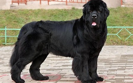 Воспитание и дрессировка ньюфаундленда