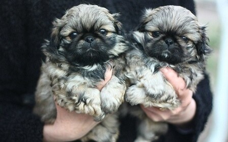 Воспитание и дрессировка пекинеса