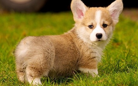 Воспитание и дрессировка вельш корги