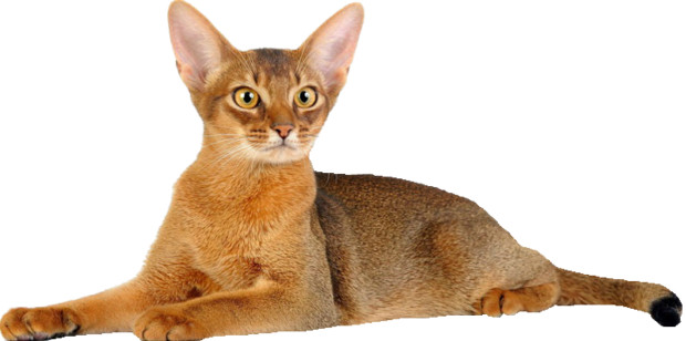 Вязка абиссинской кошки