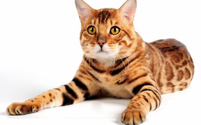 Вязка бенгальской кошки