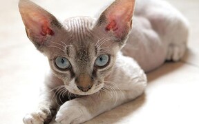 Вязка девон рекса