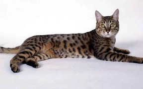 Вязка калифорнийских сияющих котов и кошек