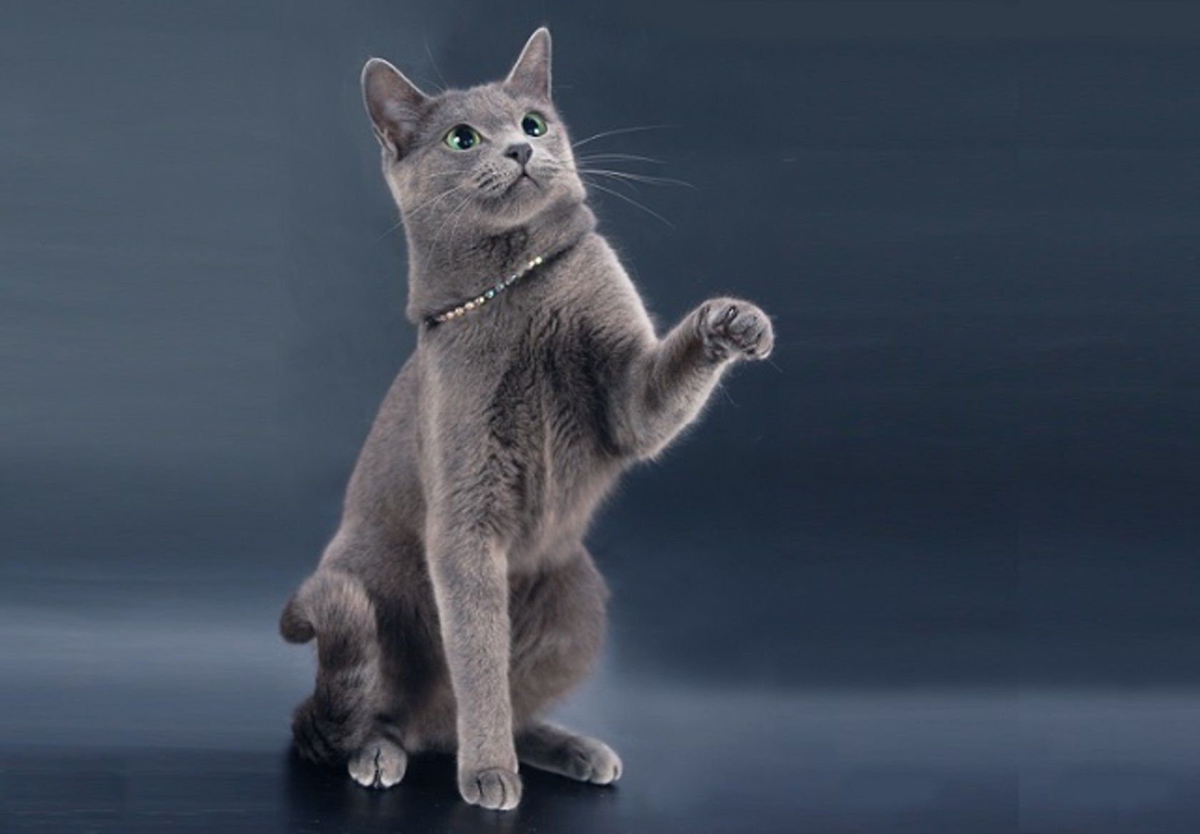 Корат шартрез картезианская кошка. Коте на русском. Коте на русском. Кошка сибирская голубая гладкошерстная. Порода кошек русская голубая.