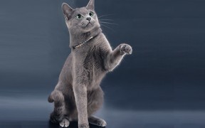 Вязка русской голубой кошки