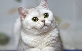 Вязка шиншилл