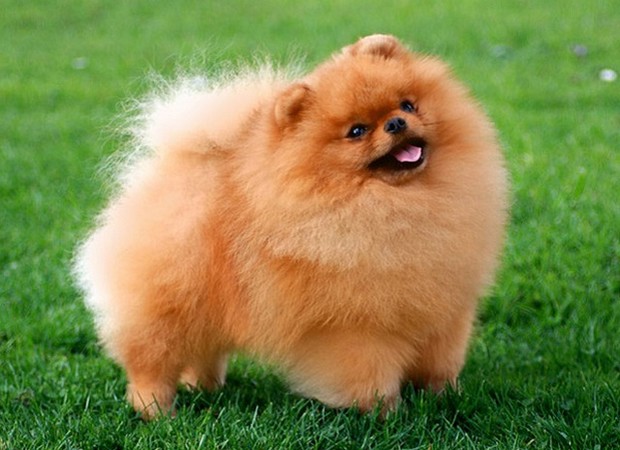 Вязка шпица