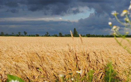 Закон про продаж землі приймуть не раніше 2020 року