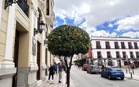 Ronda Ronda
