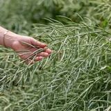 ТОВ «Дрім Тім Компані»