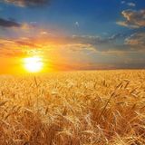 ТОВ Вілагро Тех ТОВ Вілагро Тех